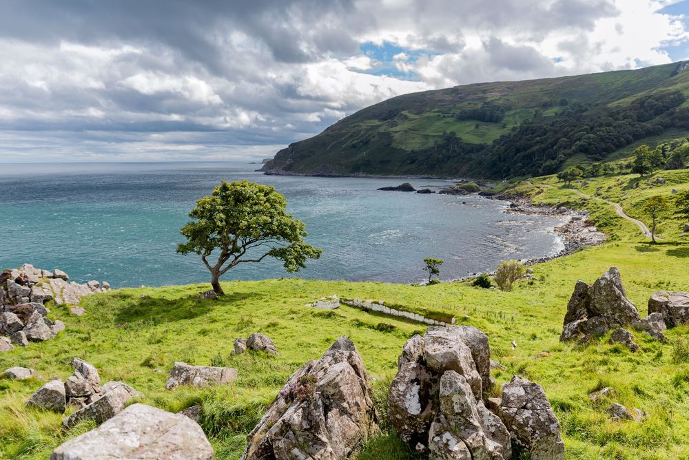 Albero solitario sulla costa di Murlough Bay