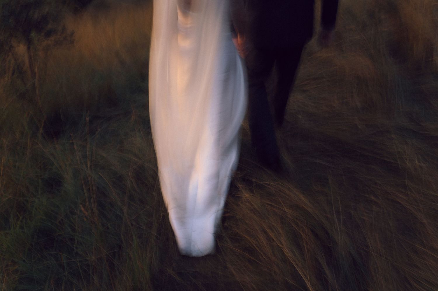 Blurred motion shot of a white horse walking through tall grass at dusk.