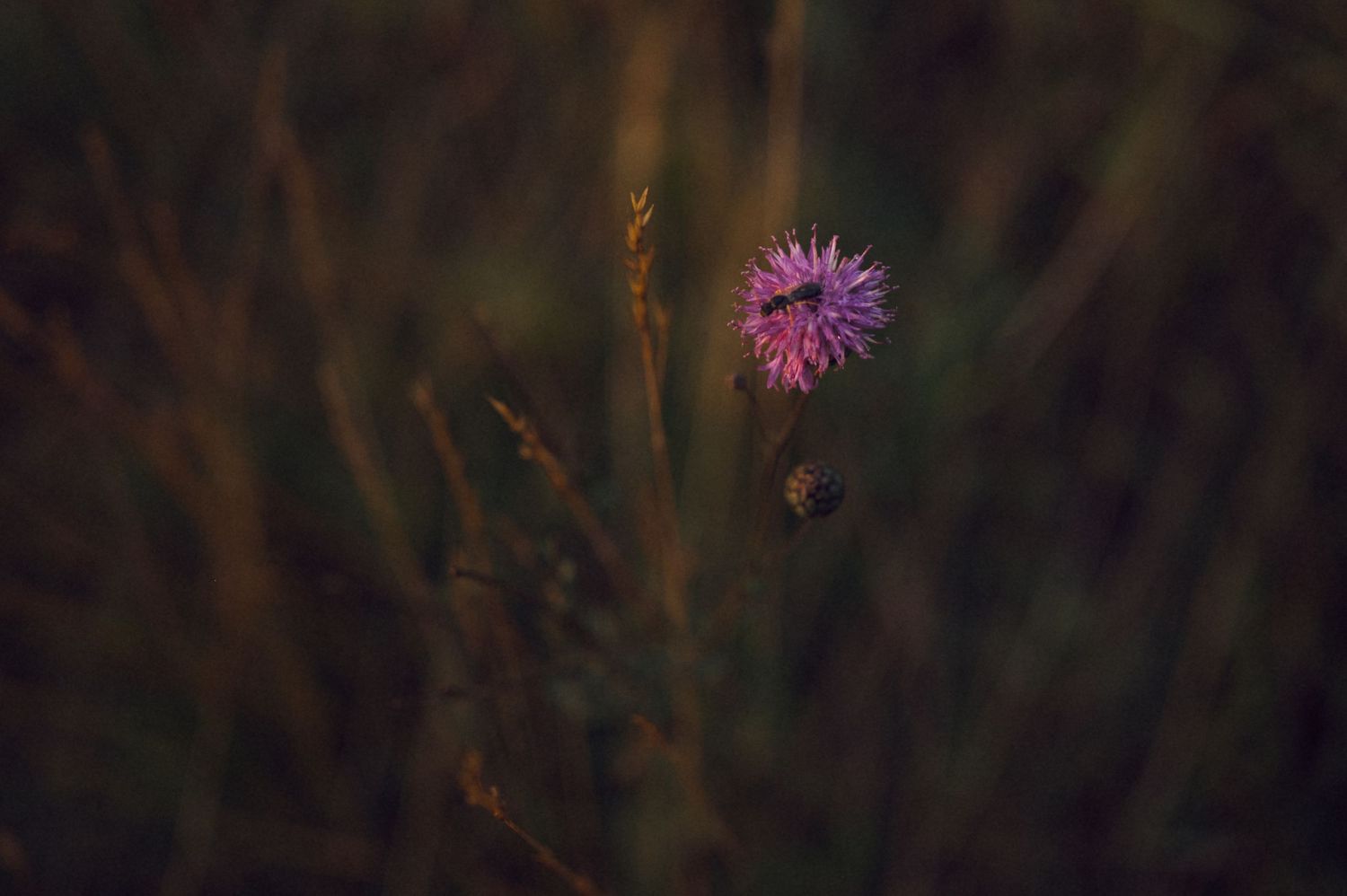 A solitary pink thistle flower blooms against a dark, blurred background of wild grass and stems.