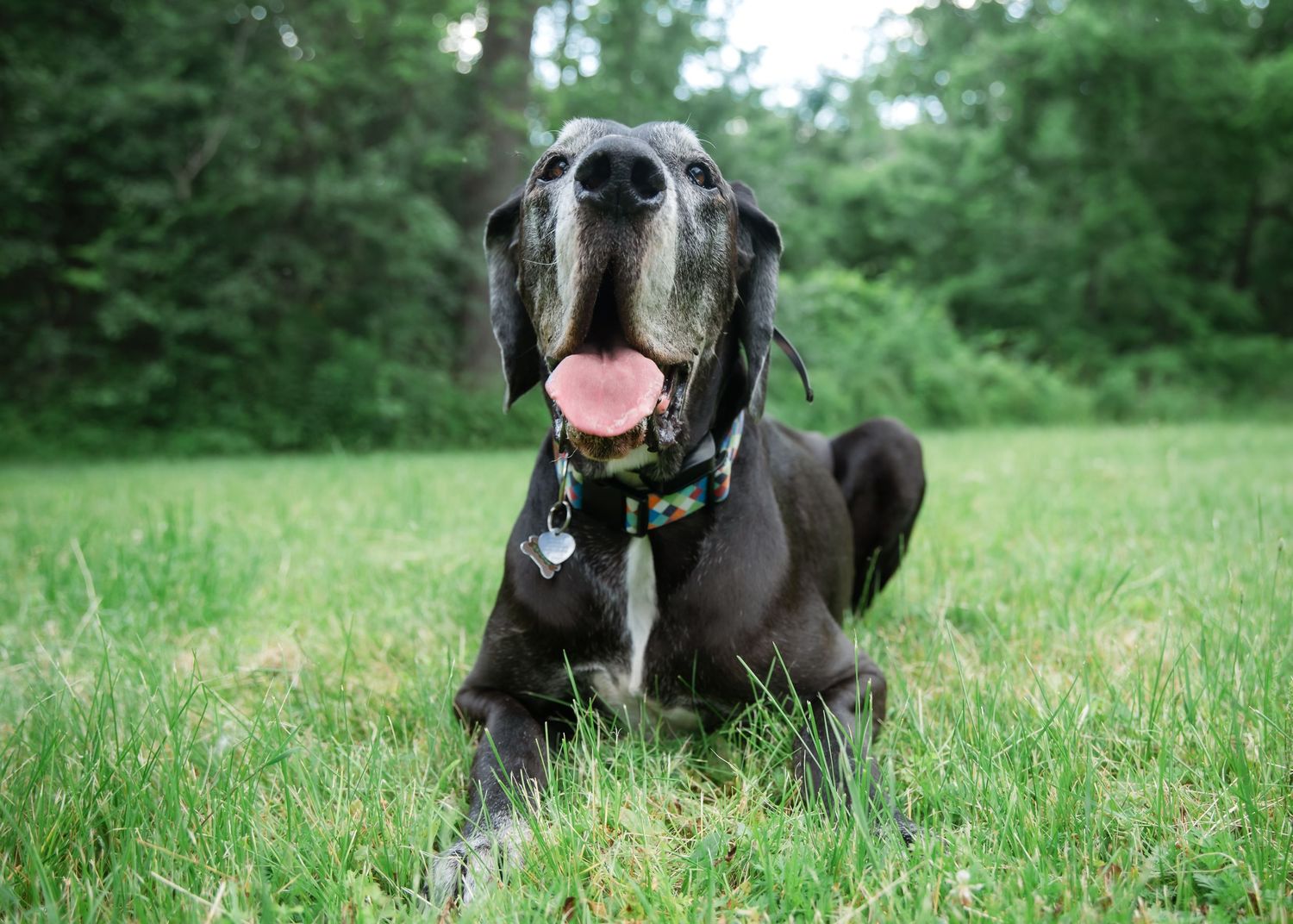 A large black Great Dane dog sitting in green grass with tongue out, wearing a colorful collar outdoors.