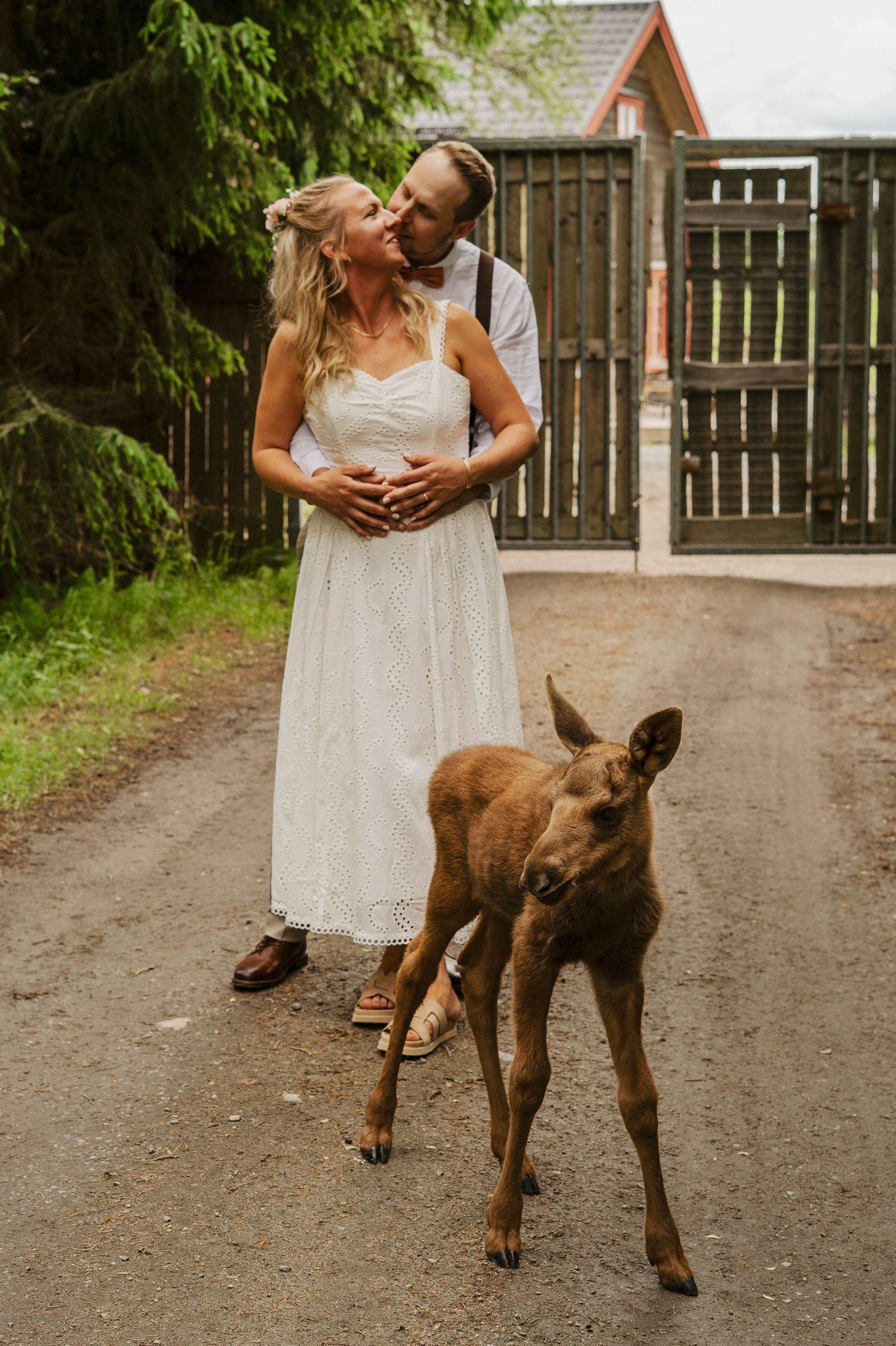 Brudpar och älgkalv under en personlig bröllopsfotograferiing.