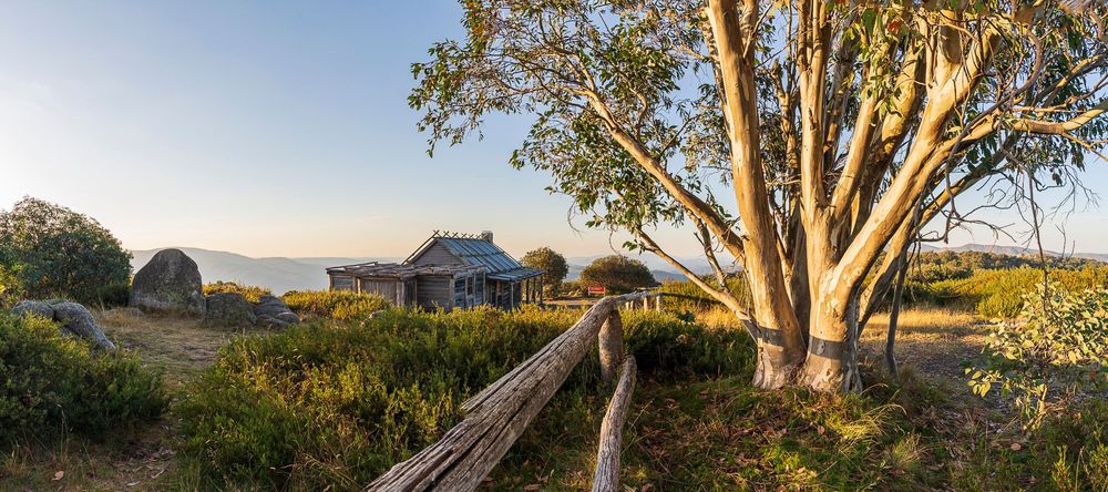 Rustic historic hut with weathered fence and eucalyptus tree at golden hour in Australian alpine landscape.