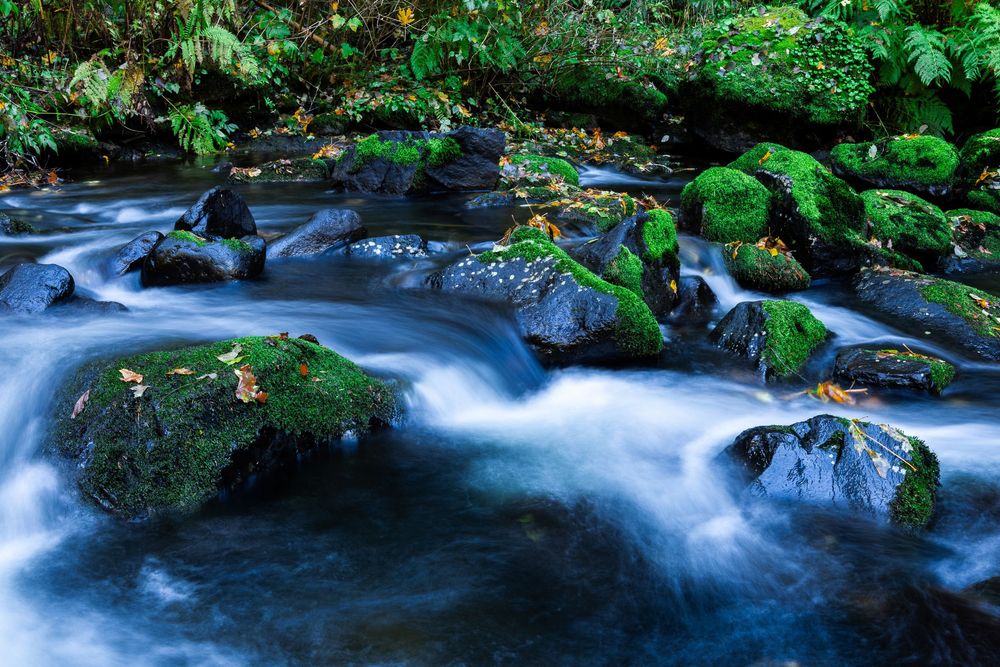 "Sweet Creek Zen"