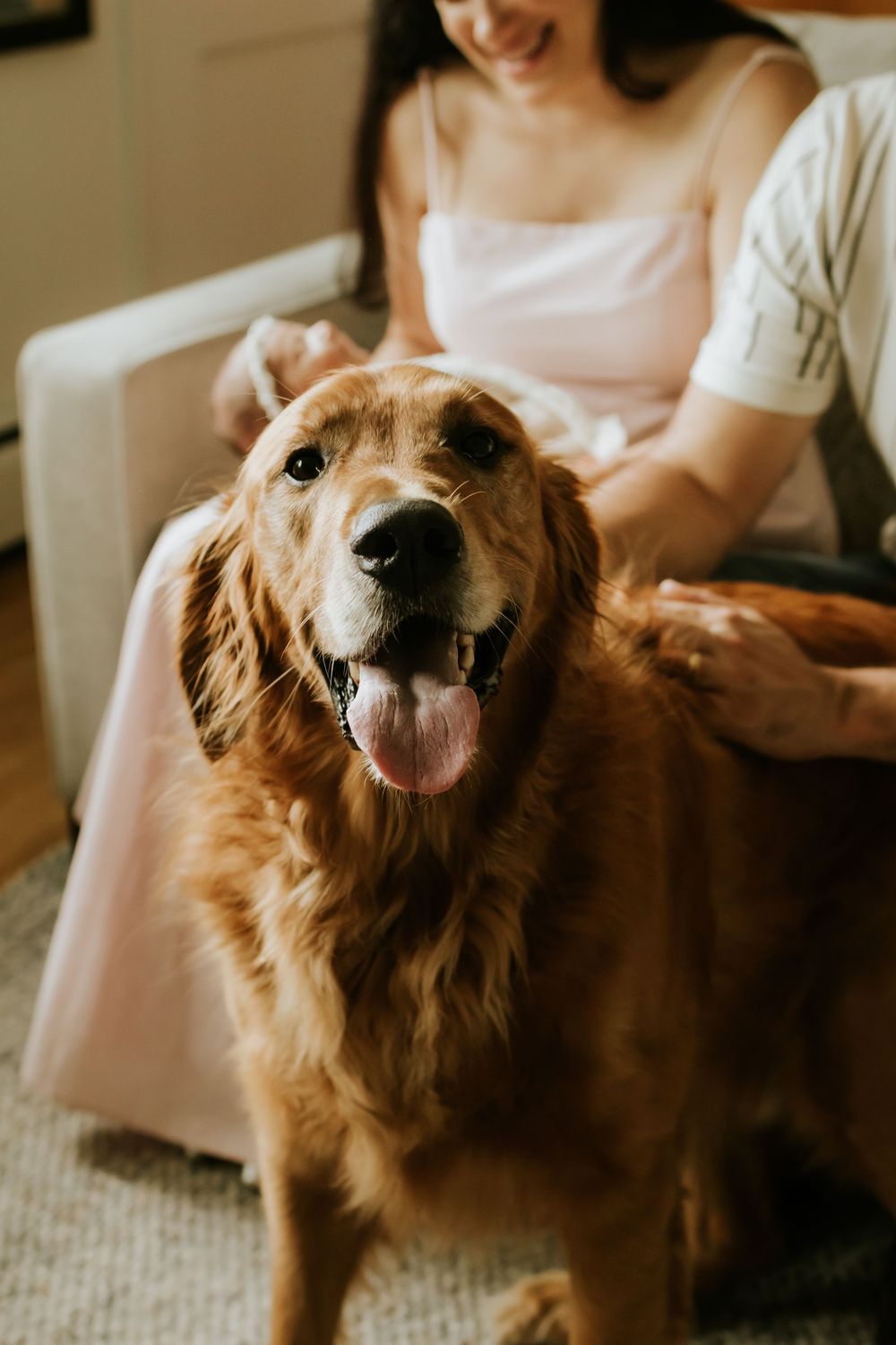 A happy golden retriever with tongue out being petted by two people sitting on a white couch indoors.