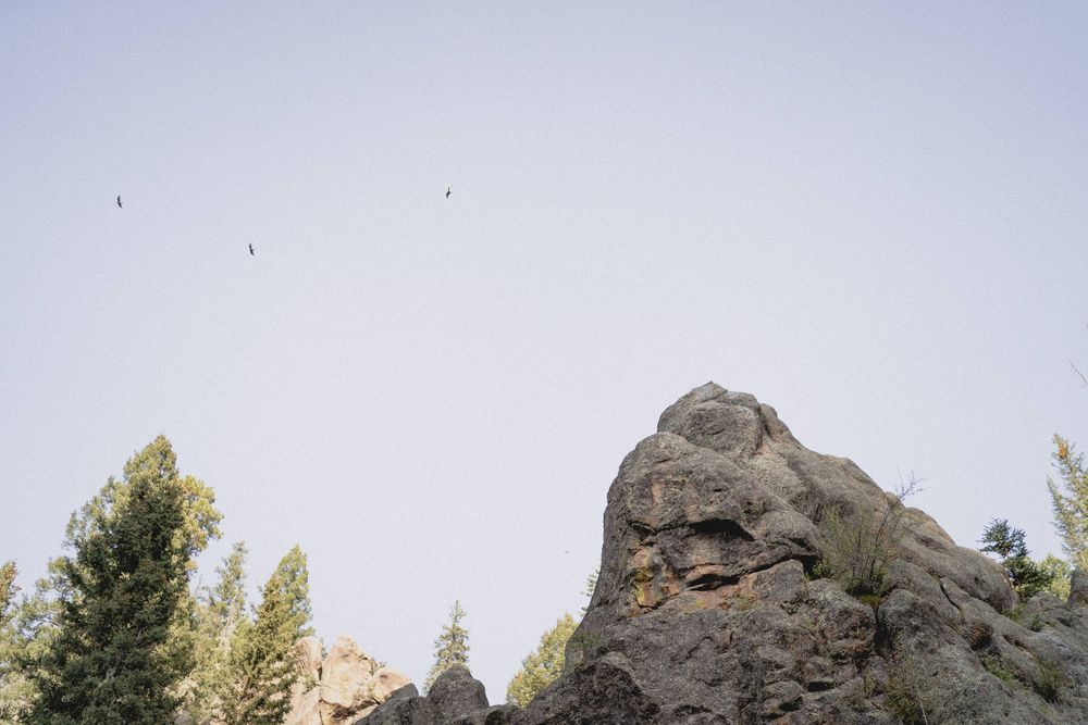 Rocky mountain peak with tall pine trees and two birds soaring in a clear blue sky in Jemez Wilderness
