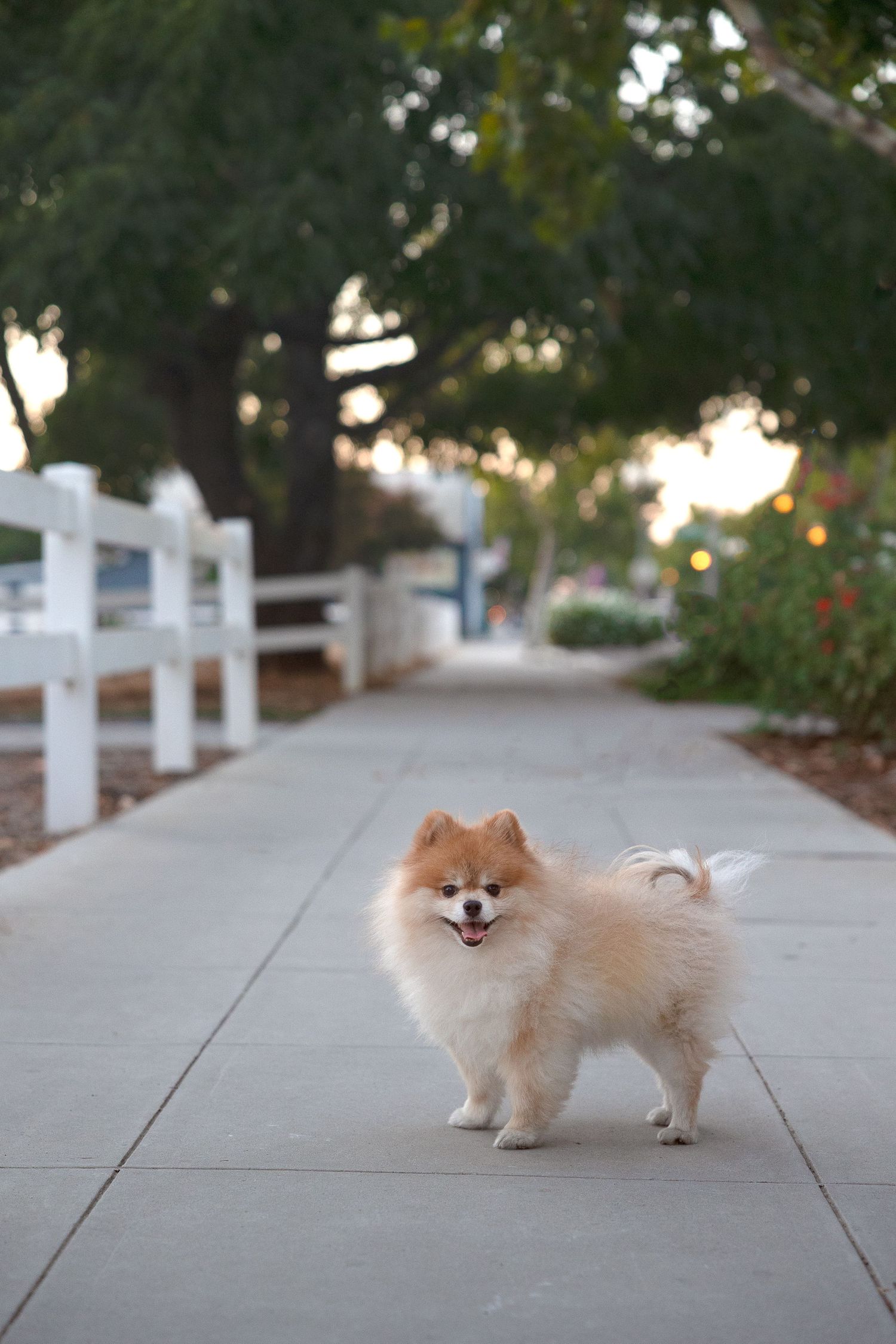 Fluffy Pomeranian dog sitting on a rock in a green grass yard with fallen autumn leaves.