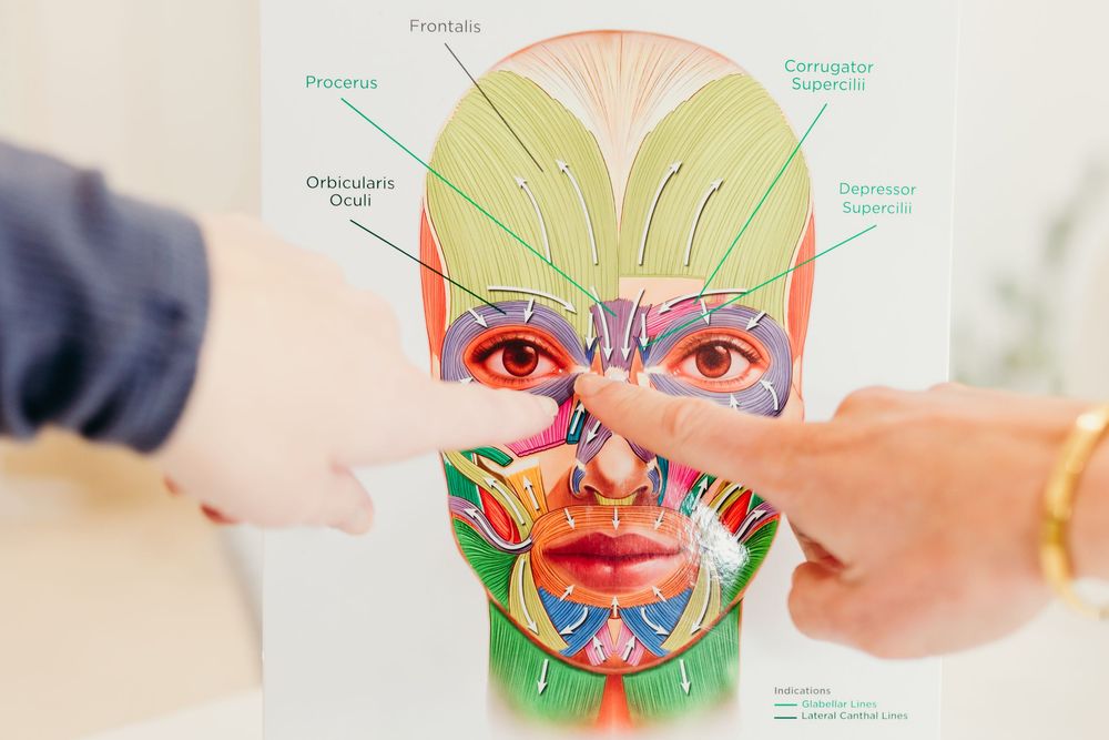 Two people point to a detailed facial muscle anatomy chart showing key facial structures and labels.
