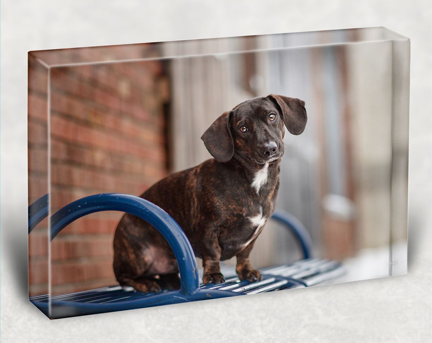 Photographer Red Deer, Alberta. Pet Photographer. Dog Photographer. Acrylic Block
