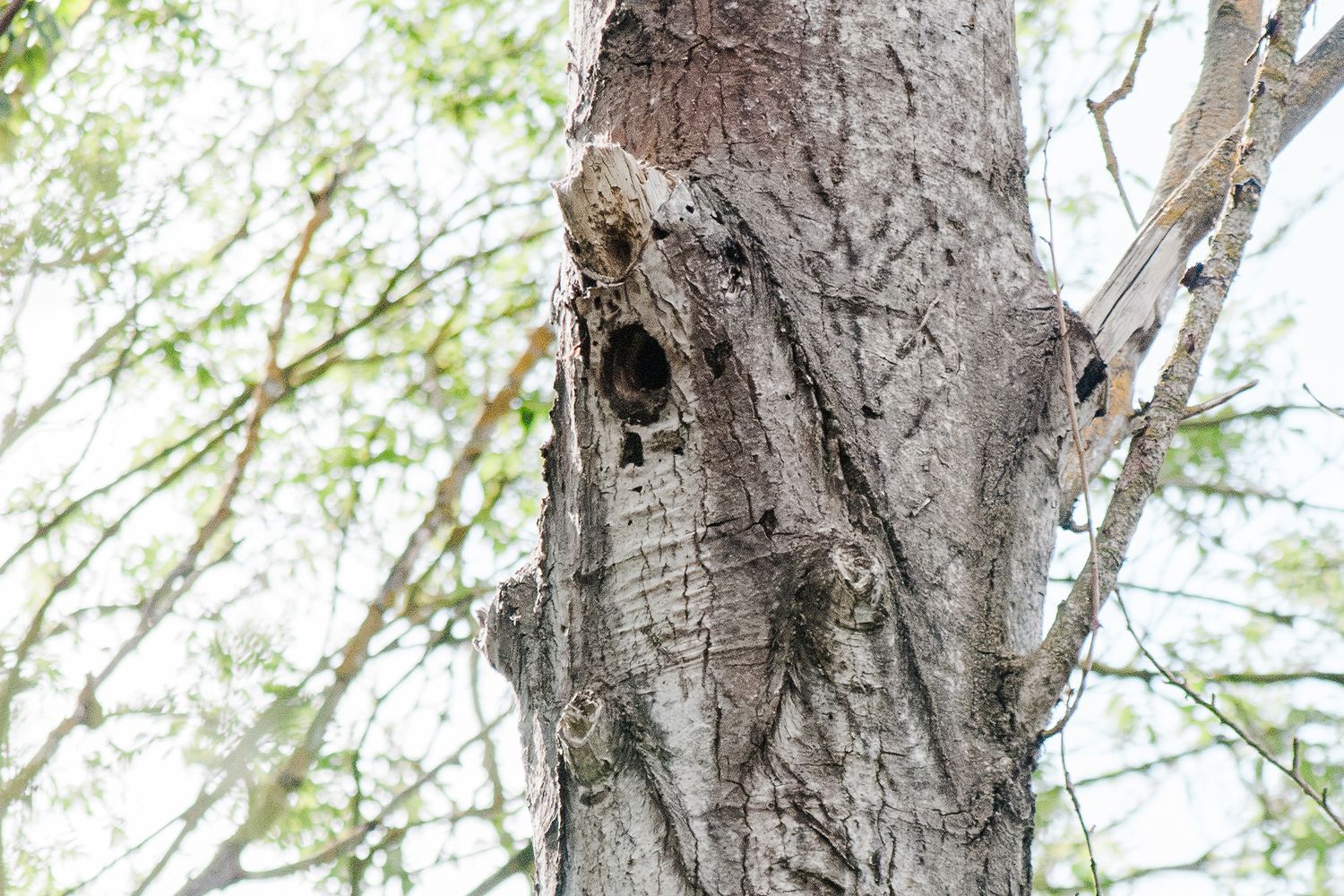 A hollow woodpecker hole in a rough-barked hybrid black poplar tree trunk surrounded by green leafy branches in a forest.