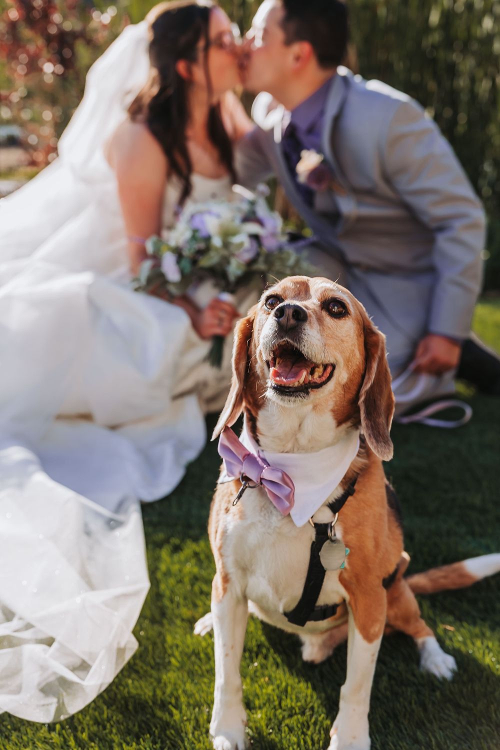 A happy beagle wearing a pink bow tie sits in the foreground as a bride and groom share a kiss at their wedding.