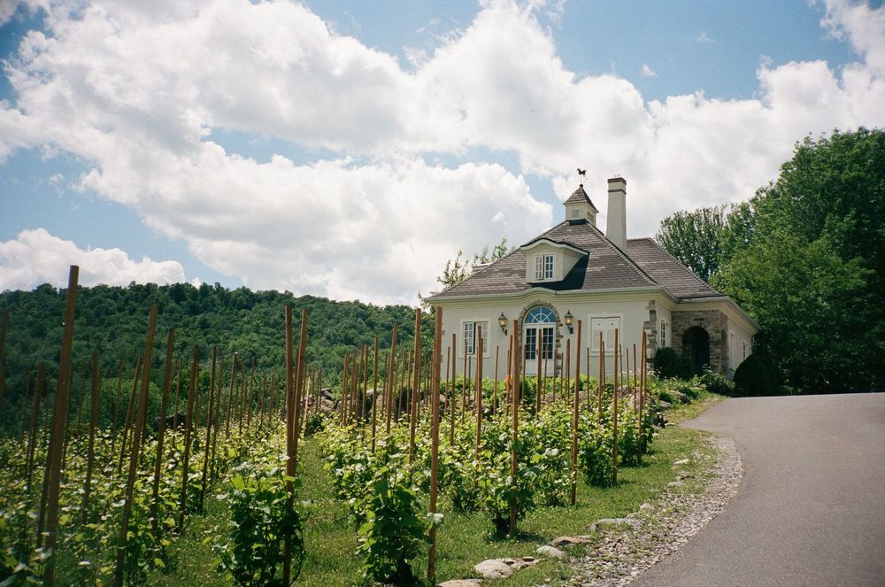 Charming vineyard estate with a historic white cottage surrounded by lush grapevines and rolling hills under a cloudy sky.