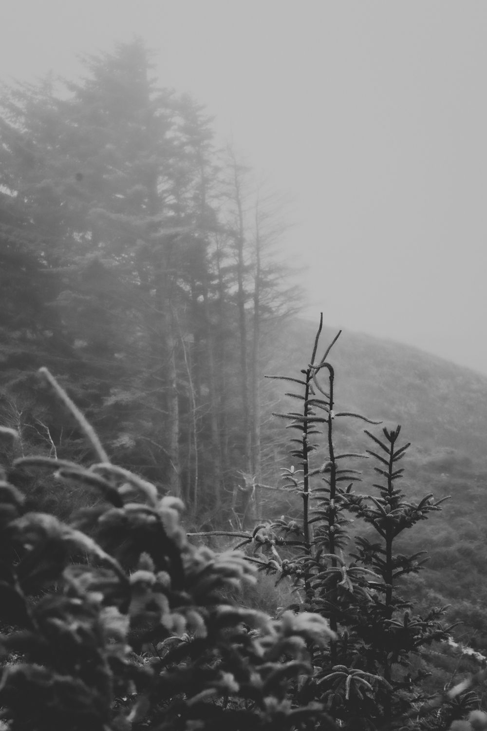 Black and white foggy forest landscape with evergreen trees and misty mountain background from an Oregon Coast elopement