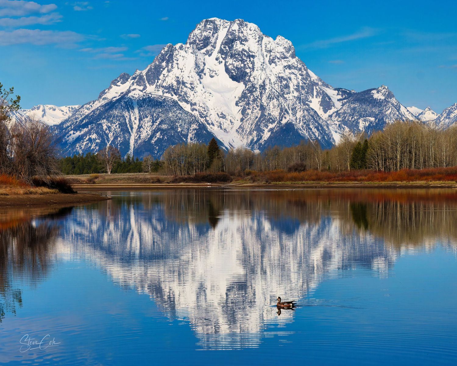 Snow-covered Grand Teton peak reflecting on a calm blue lake with a duck swimming, fine art photo by Steve Cole Photography.