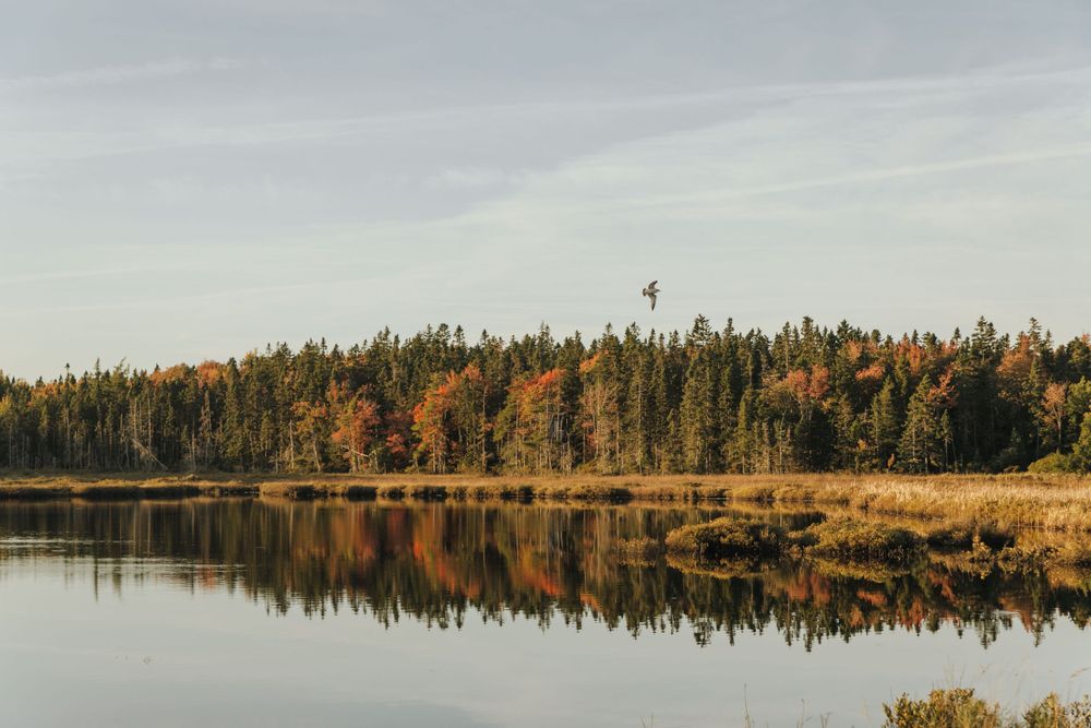 Tranquil autumn lake reflecting colorful forest trees and cloudy sky in serene wilderness landscape.