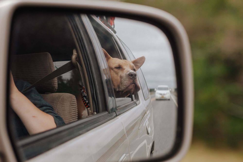 Small brown dog looking out car window reflected in side view mirror while traveling down road.