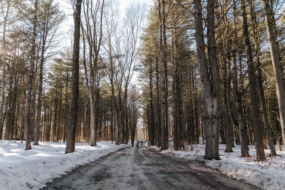 A snowy forest road lined with tall trees on both sides leads into the distance on a winter day.