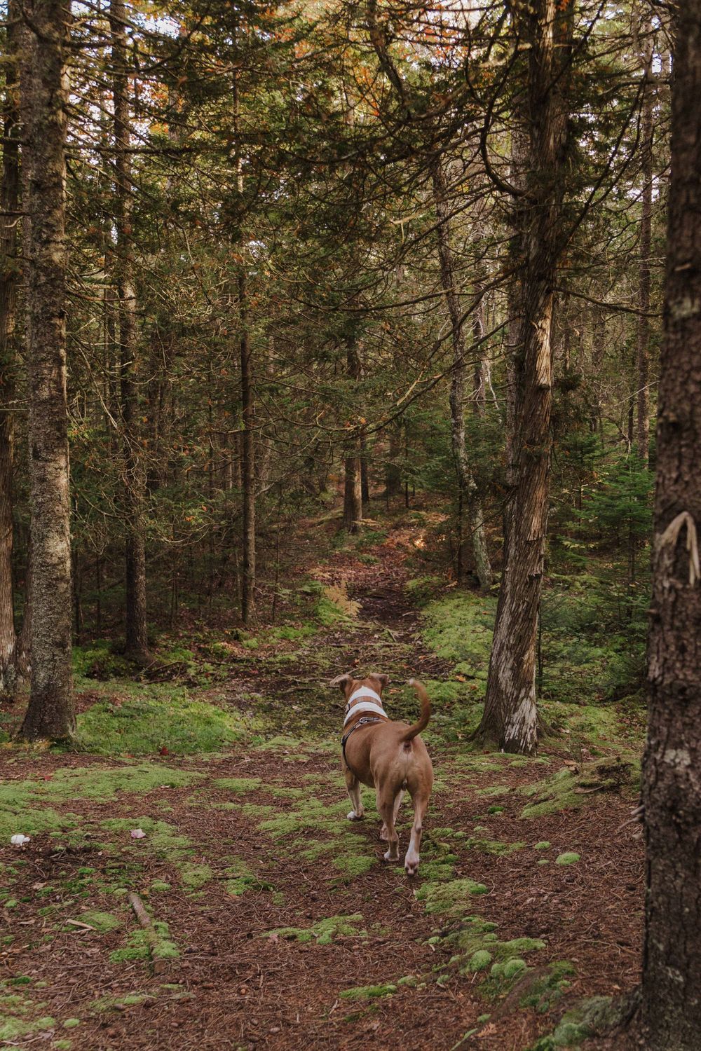 A brown and white dog walks along a winding forest trail surrounded by tall evergreen trees and green undergrowth.