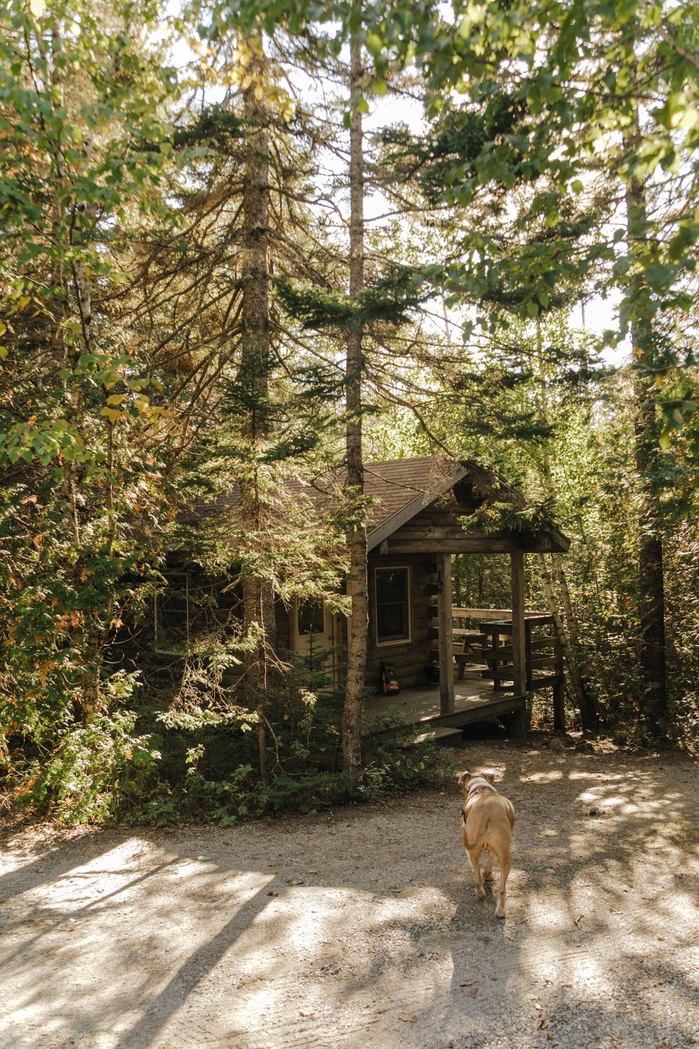 A golden dog walks down a sunlit forest path toward a rustic wooden cabin nestled among tall evergreen trees.