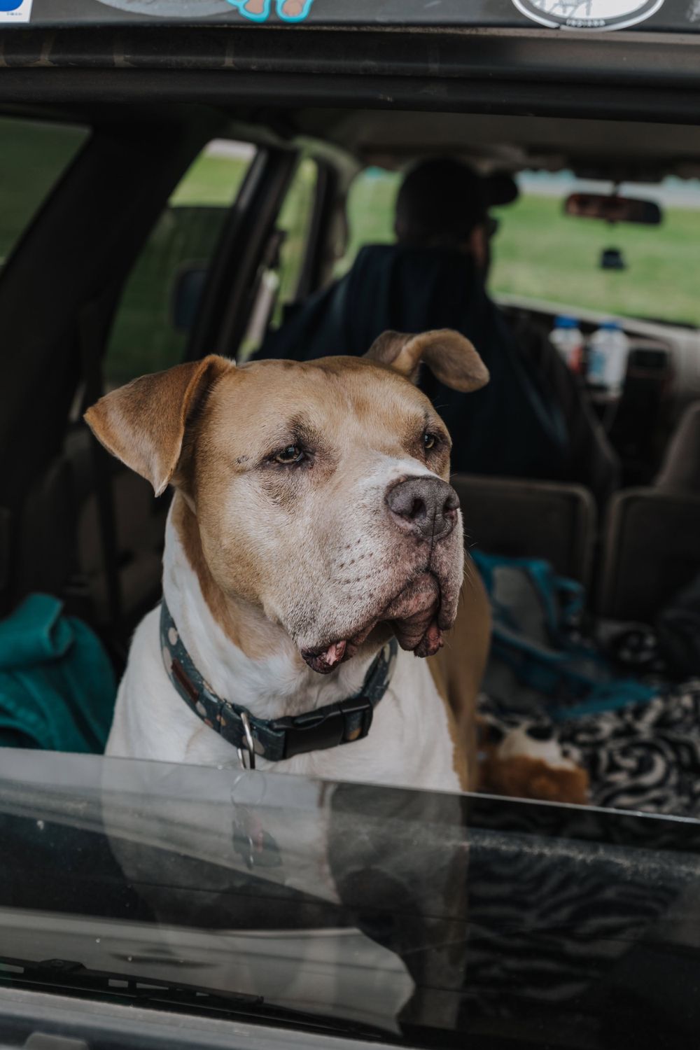 A brown and white pit bull dog looks out the window of a car with an alert and attentive expression.