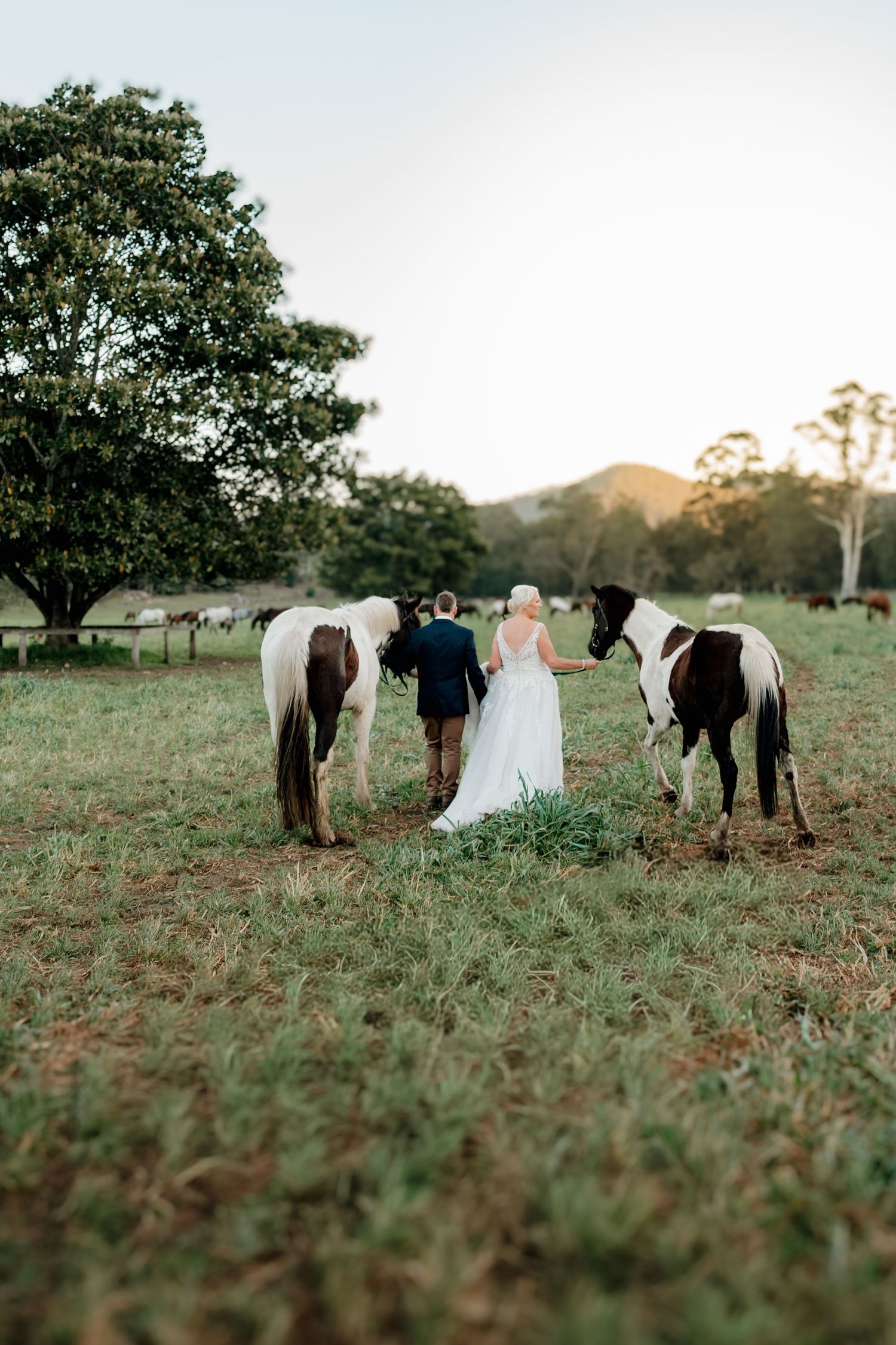 Bride and groom stand between two paint horses in a green pasture at sunset on their rustic farm wedding day.