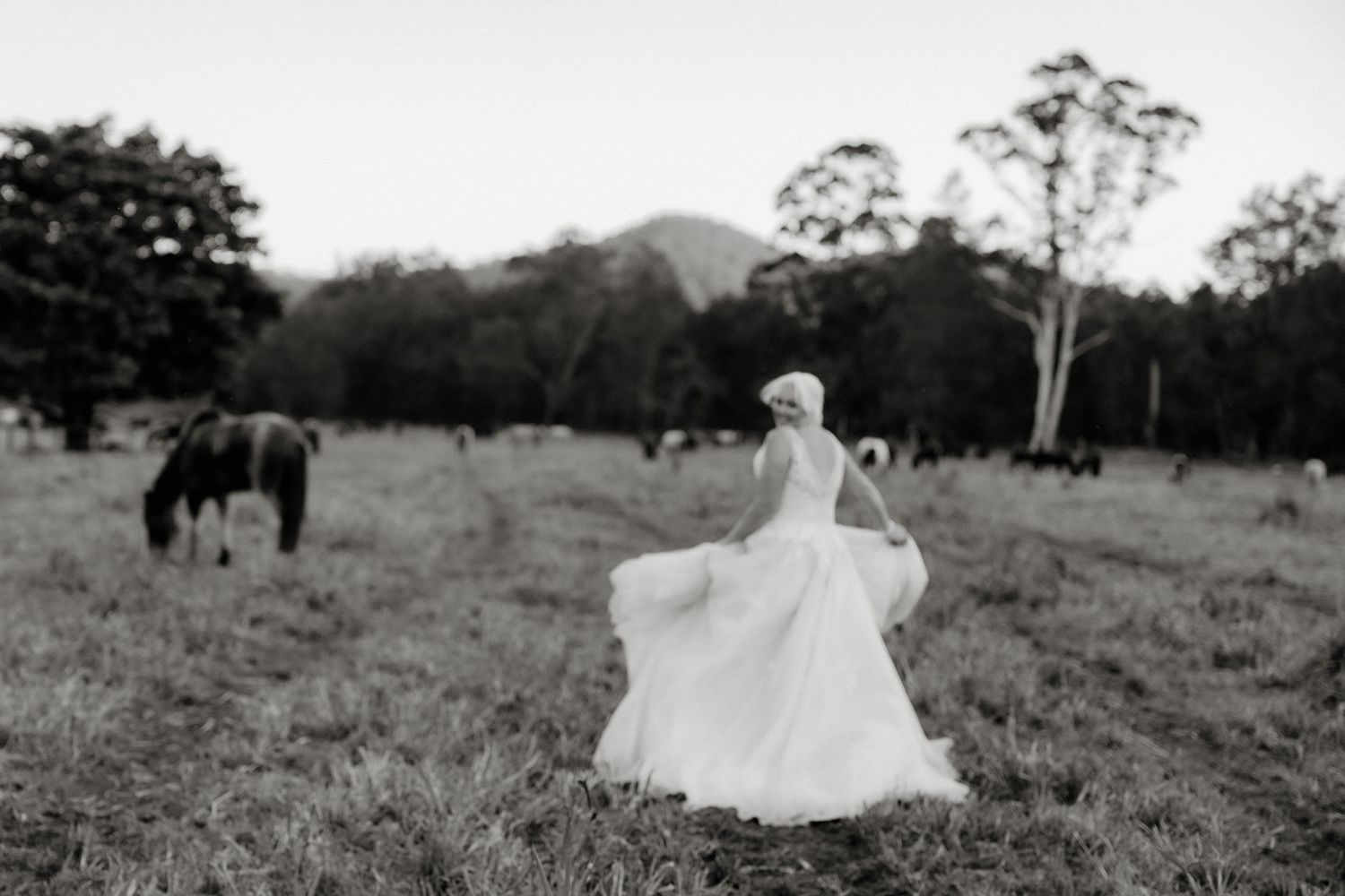 Bride in flowing white wedding gown twirling in a pastoral field with grazing horses and trees in black and white.