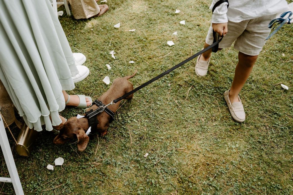Small dachshund puppy on a leash standing near a wedding dress hem on green grass.