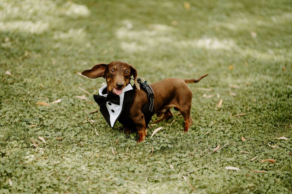 Adorable brown dachshund wearing a miniature tuxedo costume runs across green grass at wedding.