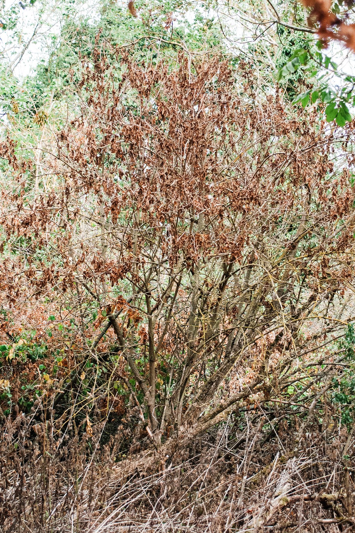 Dead Elder tree with brown dried leaves and bare branches surrounded by green foliage in a dense woodland setting.  Toll of UK Drought.