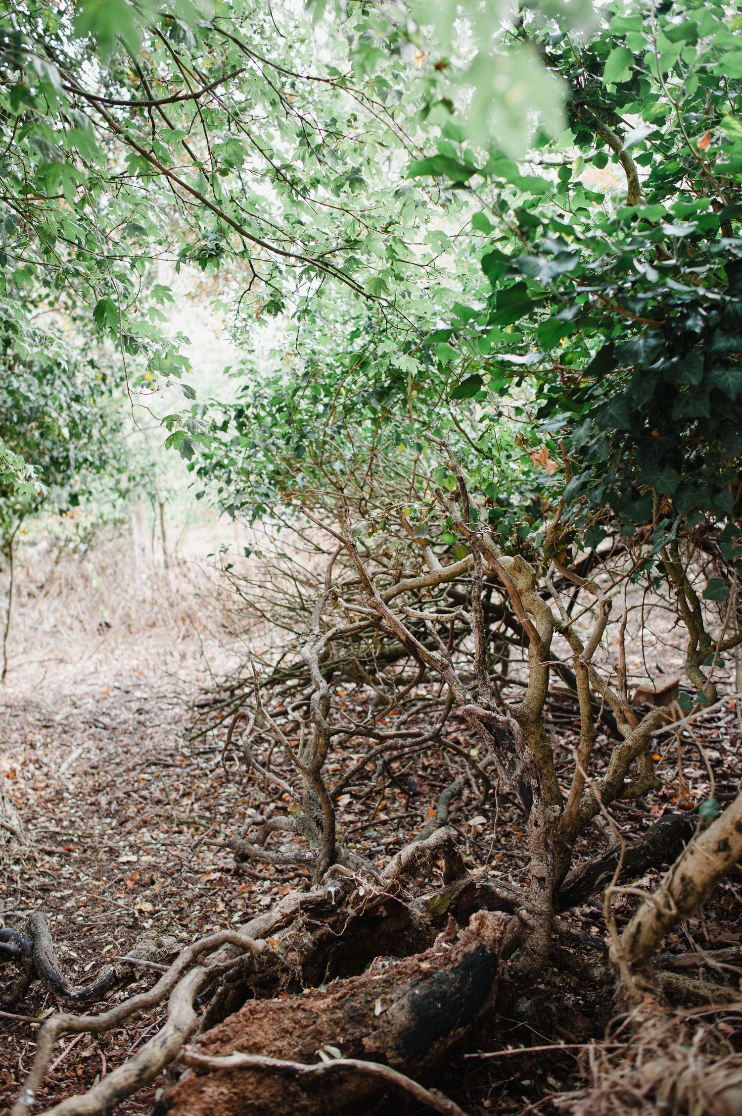 Twisted bare ivy branches spread across dry forest floor beneath lush green canopy in natural woodland setting.  The damage by browsing deer