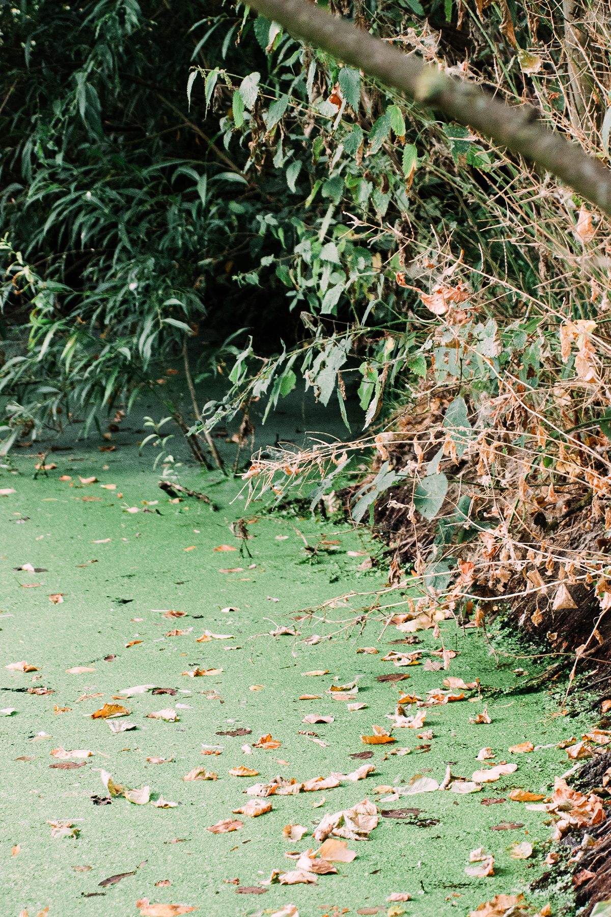 A tranquil river covered in green duckweed and fallen autumn leaves, bordered by lush green foliage along the River Blackwater.