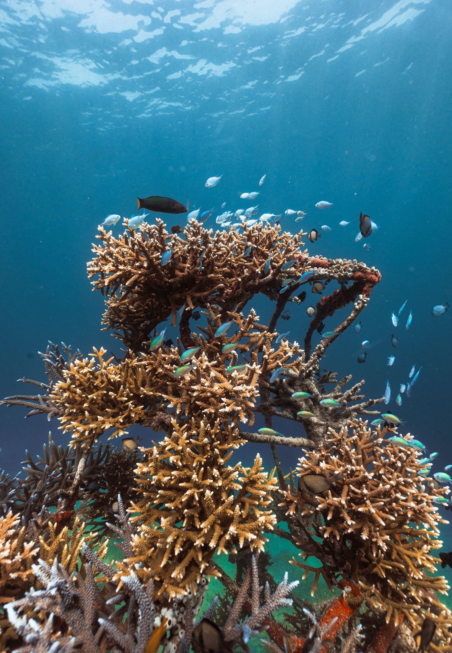 Thriving staghorn coral reef on restoration structure frames, teeming with tropical fish near the sunlit surface of clear blue ocean water.