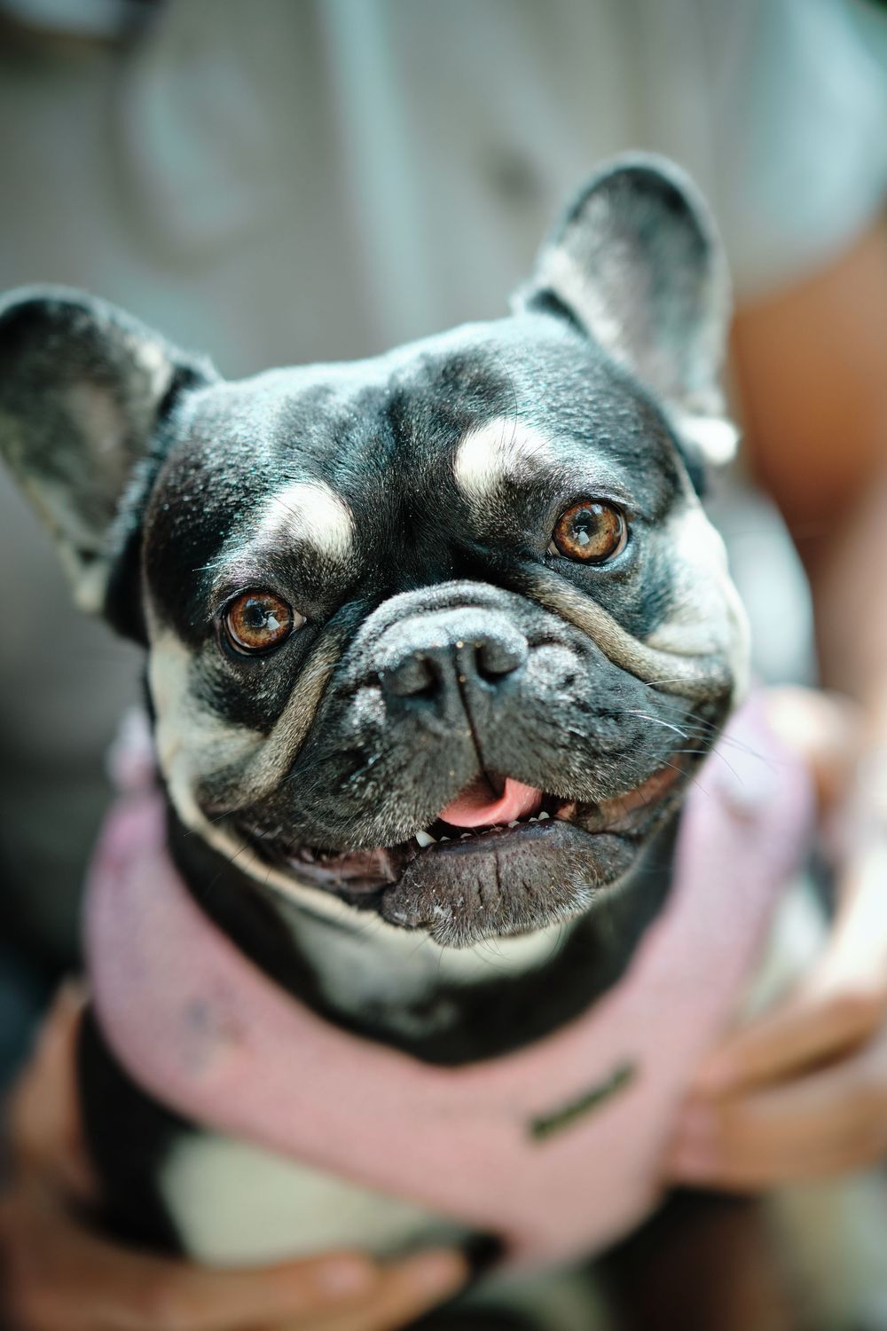 Black French Bulldog wearing a pink outfit, looking up with bright brown eyes and a slight smile.