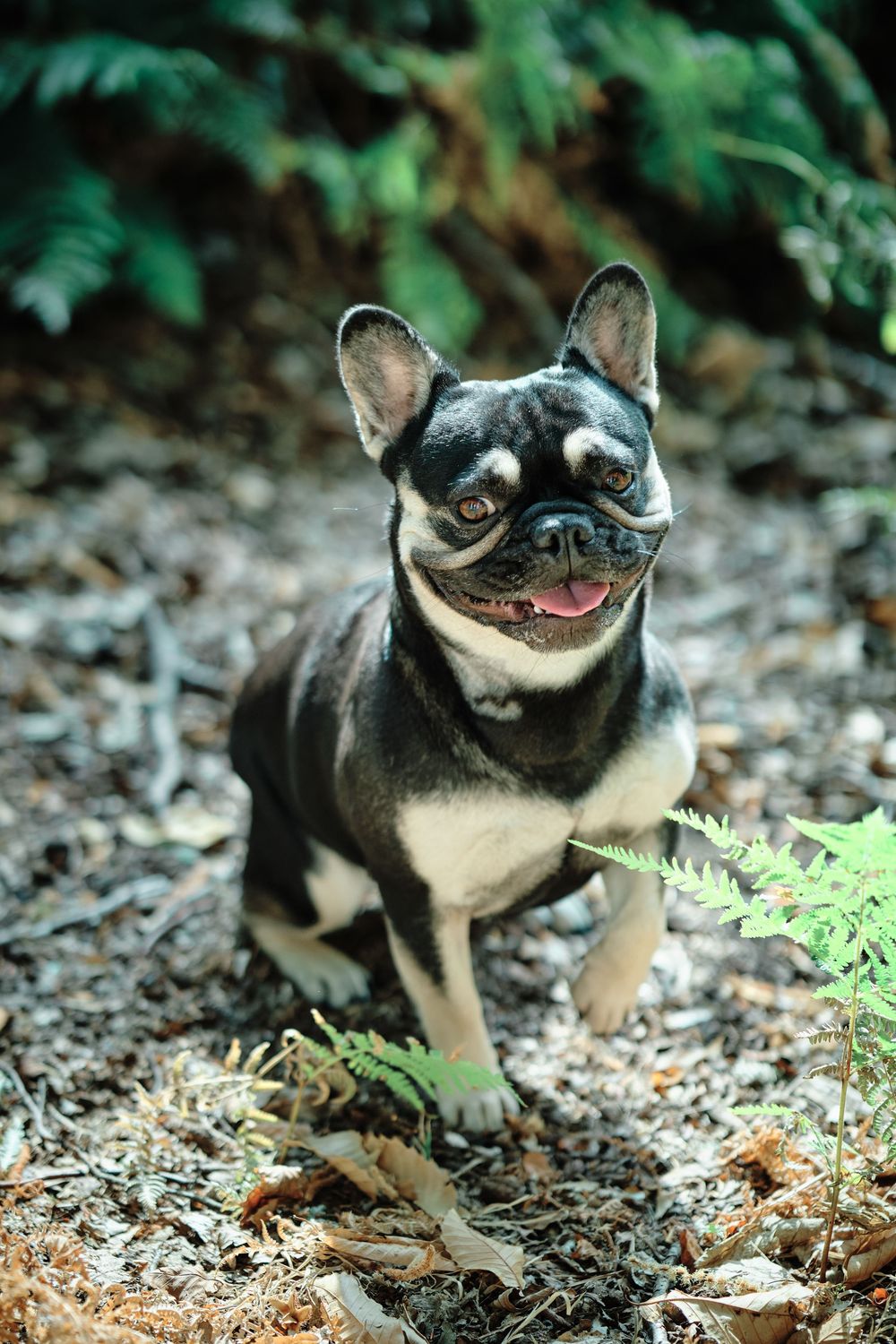 Black and tan French Bulldog sitting outdoors among ferns and fallen leaves, tongue out, looking at camera.