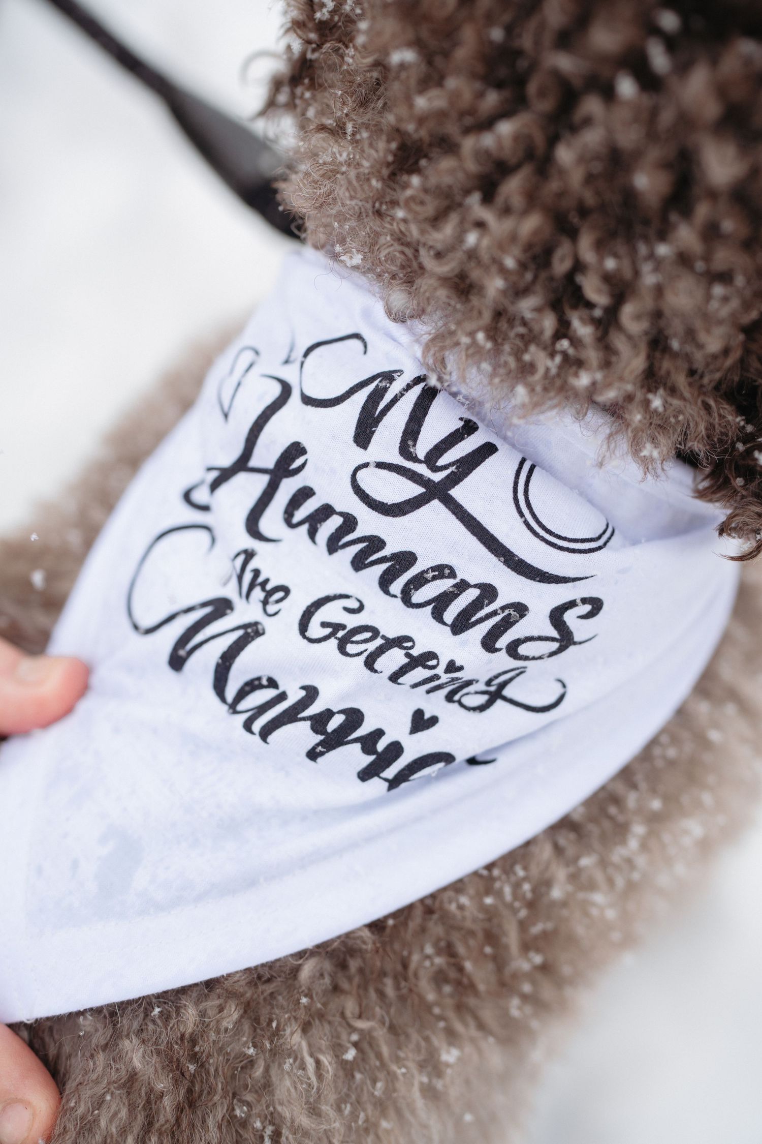 Curly brown dog wearing a white bandana reading My Humans Are Getting Married in the snow.