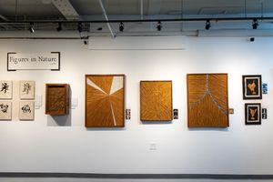 Art gallery wall displaying Figures in Nature exhibit with wooden framed botanical prints and black sketches on white walls.