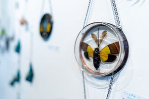 A colorful butterfly specimen preserved in a round resin pendant displayed on a white wall with other specimens in the background.