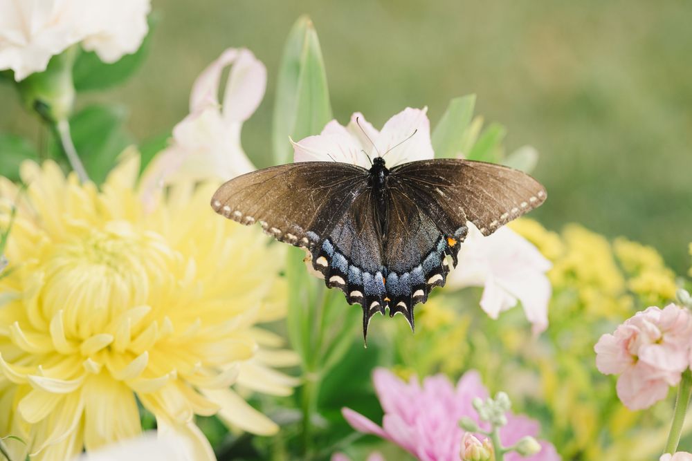 A dark swallowtail butterfly with blue markings rests on white flowers surrounded by yellow and pink blooms.