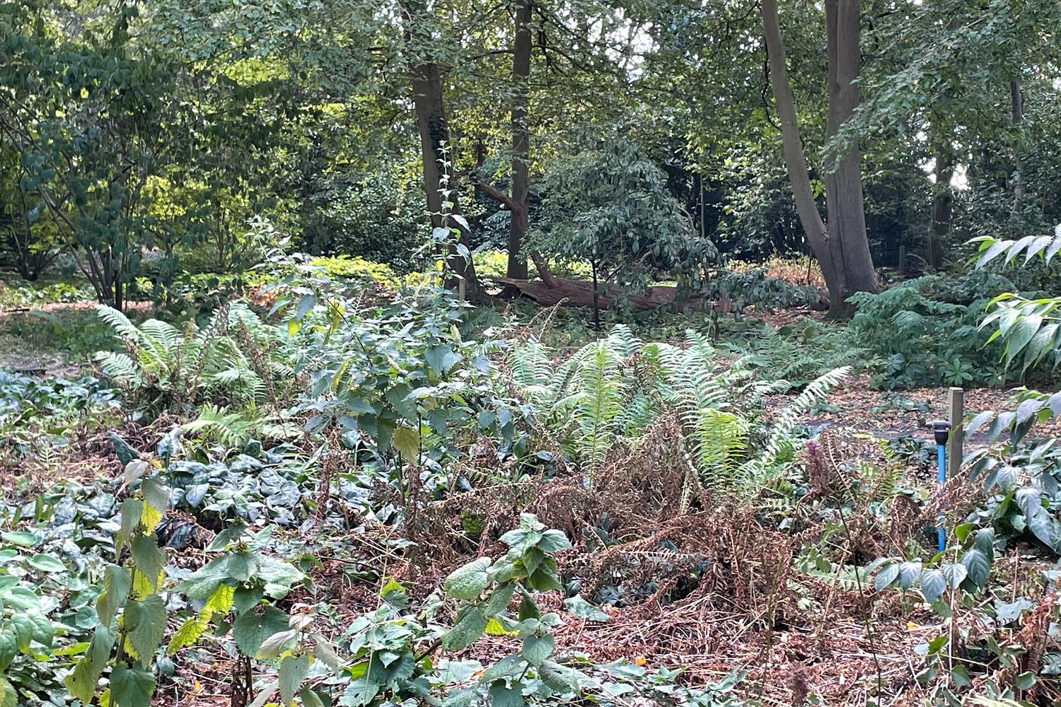 A lush woodland garden with ferns, ivy, and deciduous trees surrounded by fallen autumn leaves at Green Island Gardens.