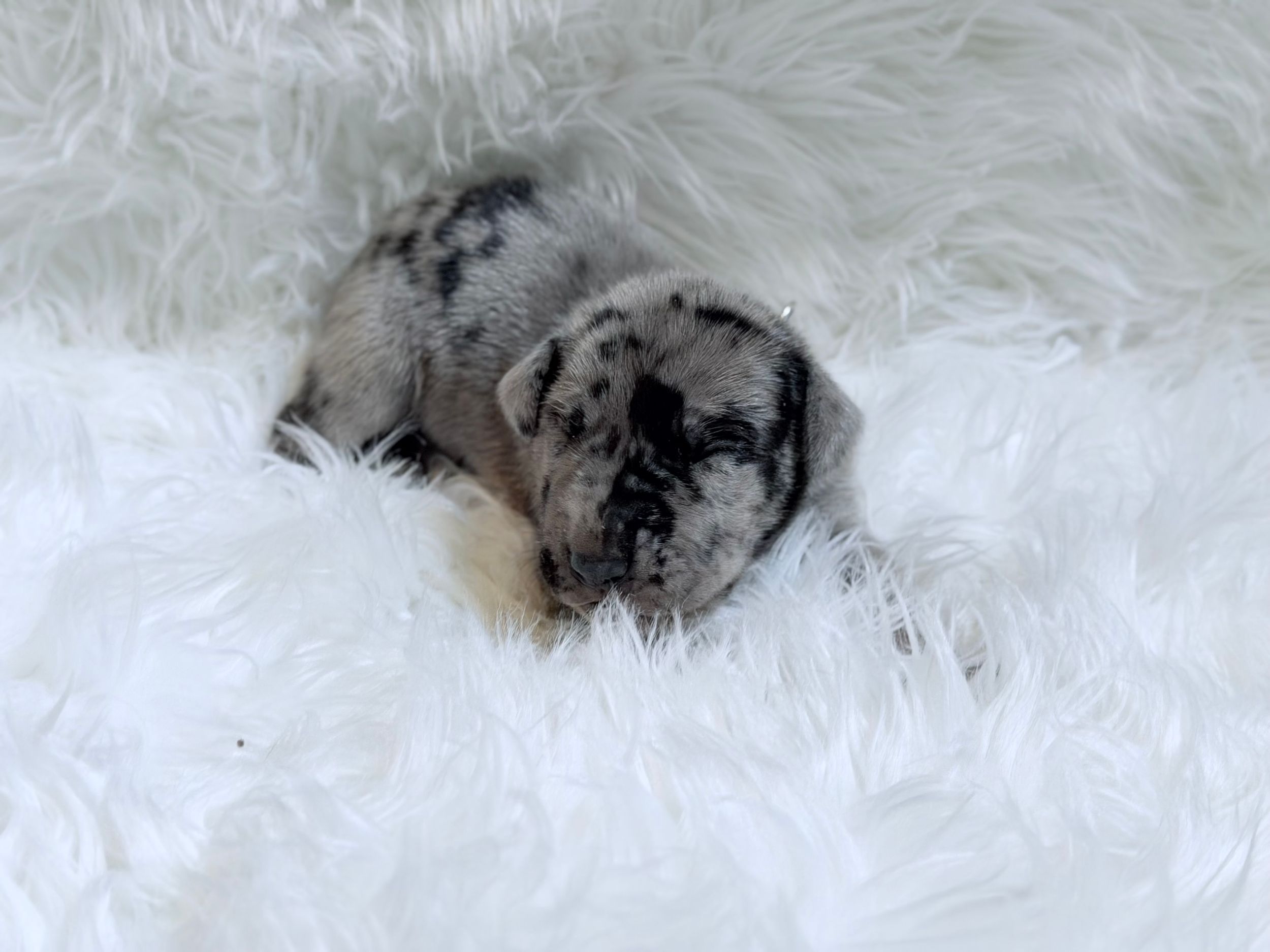 Tiny merle puppy curled up sleeping on a fluffy white fur blanket.
