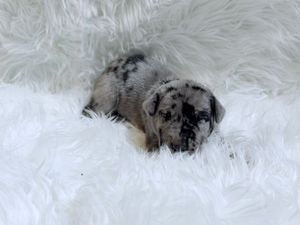Small merle puppy sleeping peacefully on a soft white fluffy blanket.