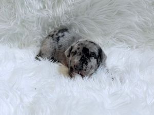 A tiny merle puppy curled up sleeping on a fluffy white fur rug.