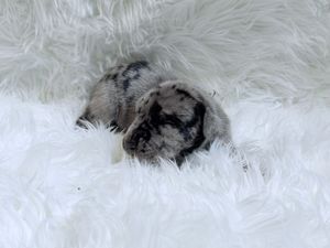 Newborn merle puppy sleeping curled up on a soft white fluffy blanket.