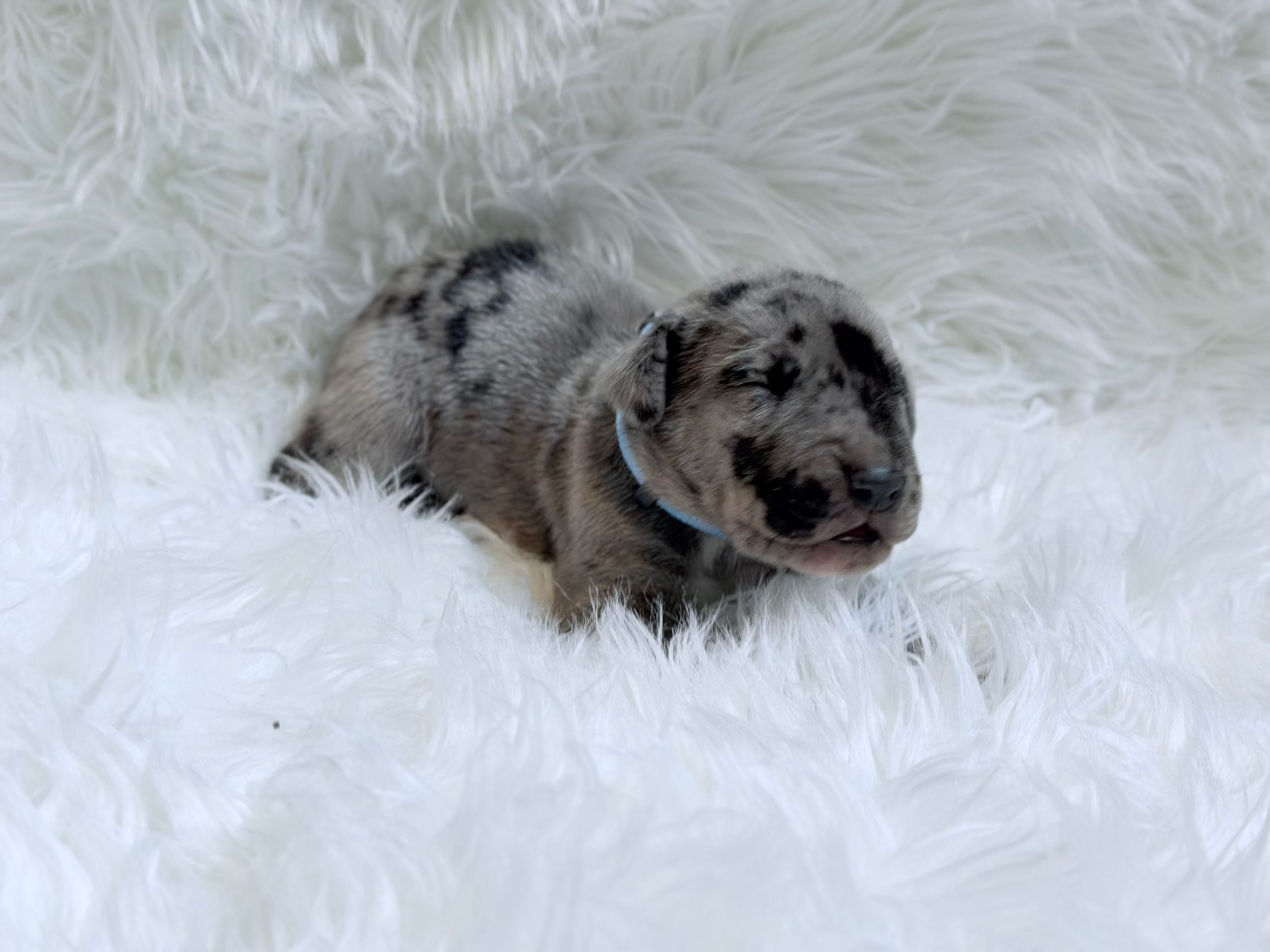 Tiny merle Dachshund puppy with blue collar resting on fluffy white fur blanket.