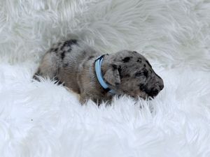 Tiny merle puppy with blue collar resting on fluffy white fur blanket.