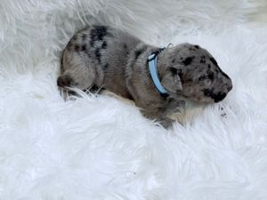 A tiny merle puppy with black spots wearing a light blue collar rests on a fluffy white surface.