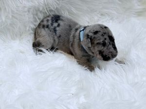 Adorable merle Dachshund puppy with blue collar resting on fluffy white fur blanket.