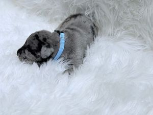 Tiny gray puppy with blue collar resting on fluffy white fur rug.