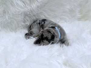 Tiny merle puppy with blue collar curled up sleeping on fluffy white fur blanket.