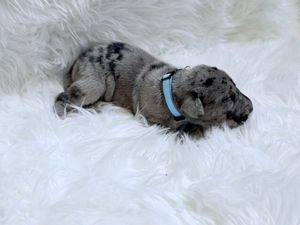 Tiny merle puppy with blue collar sleeping on fluffy white fur blanket.