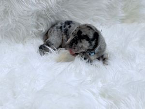 Tiny newborn merle puppy with blue eyes curled up on a fluffy white fur blanket.